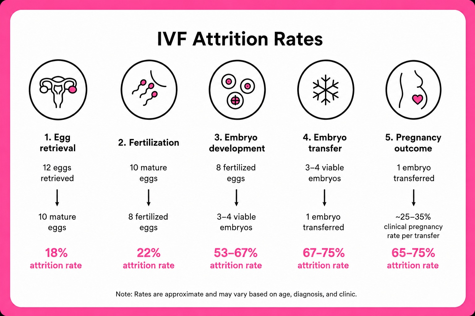 IVF attrition rates across the five stages: egg retrieval, fertilization, embryo development, embryo transfer, and pregnancy outcome.